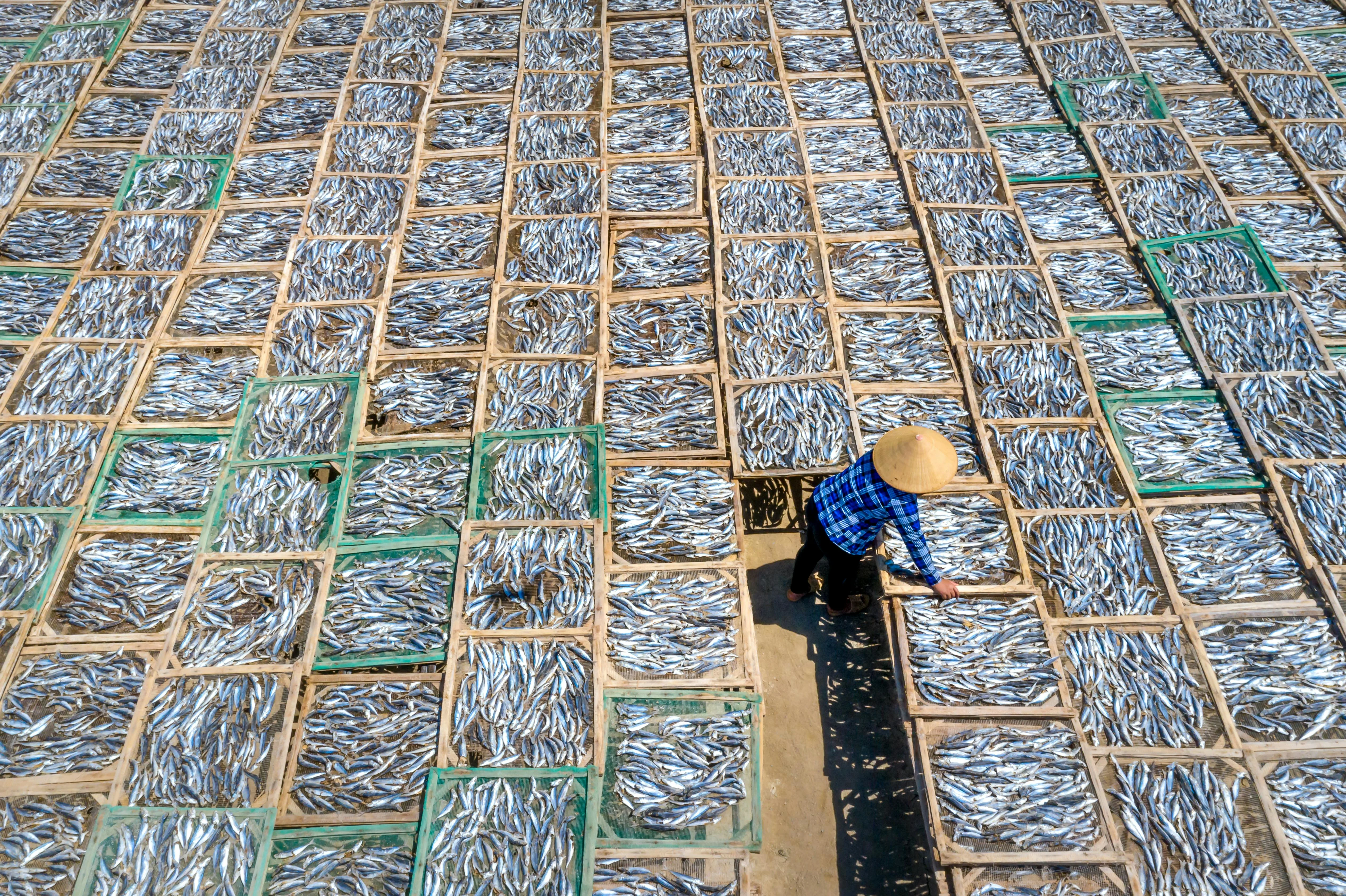 projecto de Pescas